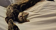 Sheldon is registered to the contest to win money with this photo: bed, bedroom, blanket, cat, cozy, cute, fur, indoor, kitten, nap, paws, pet, relaxation, sleeping, soft_lighting, stretched_pose, striped, tabby_cat, whiskers, white_sheet