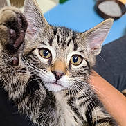 Sheldon joined the competition — help win amazing prizes! adorable, cat, close_up, cuddly, domestic_cat, ear, fur, green_eyes, human_arm, indoor, kitten, looking_at_camera, nose, paw, pet, portrait, stripes, tabby_cat, toy, whiskers