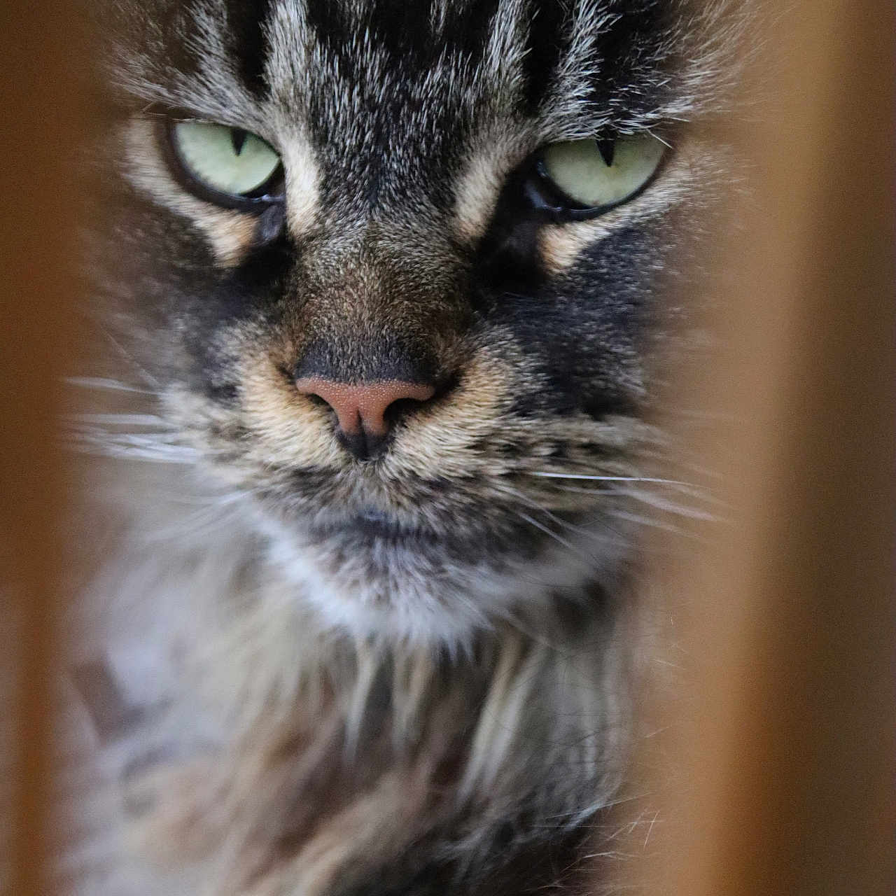 Nalha a rejoint le concours — aidez-le/la à gagner de superbes lots ! abyssinian, angora, animal, brasssection, cat, horn, kitten, manx, musicalinstrument, pet, siamese, snout