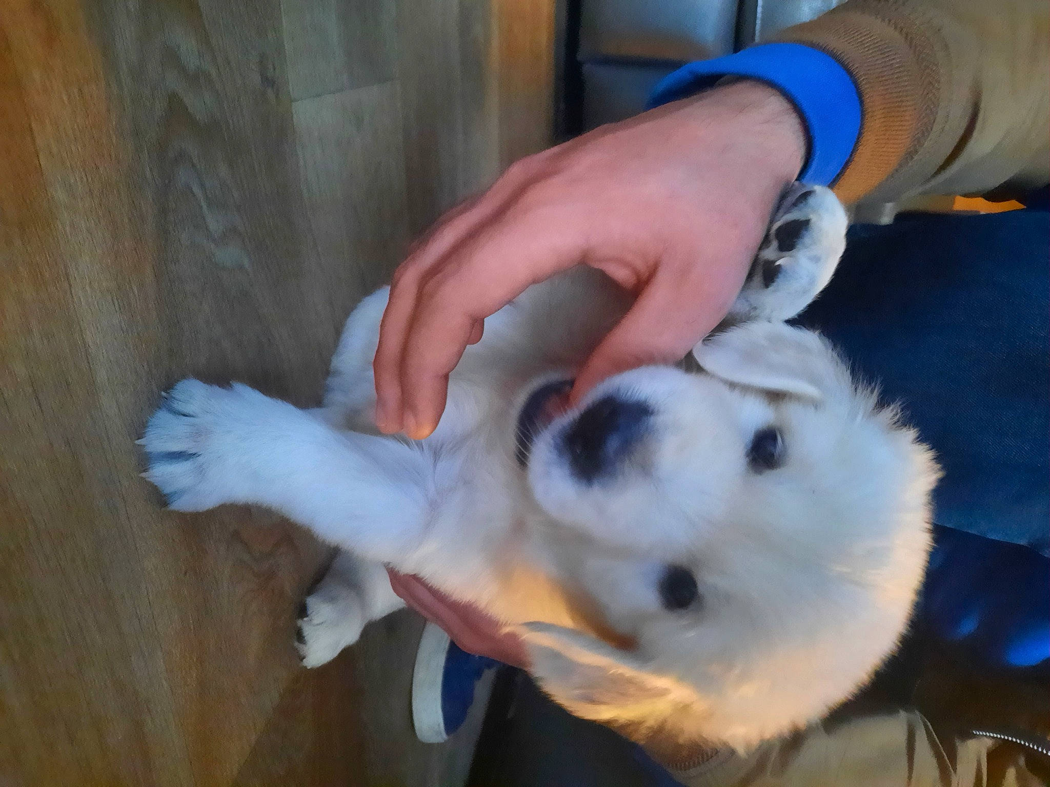 Socrate participe au concours pour gagner de l'argent avec cette photo : canidae, carnivore, cockatoo, companion_dog, dog, dog_breed, ear, fawn, fur, hand, hardwood, jaw, snout, sporting_group, stuffed_toy, tail, toy, whiskers, wood, wrist