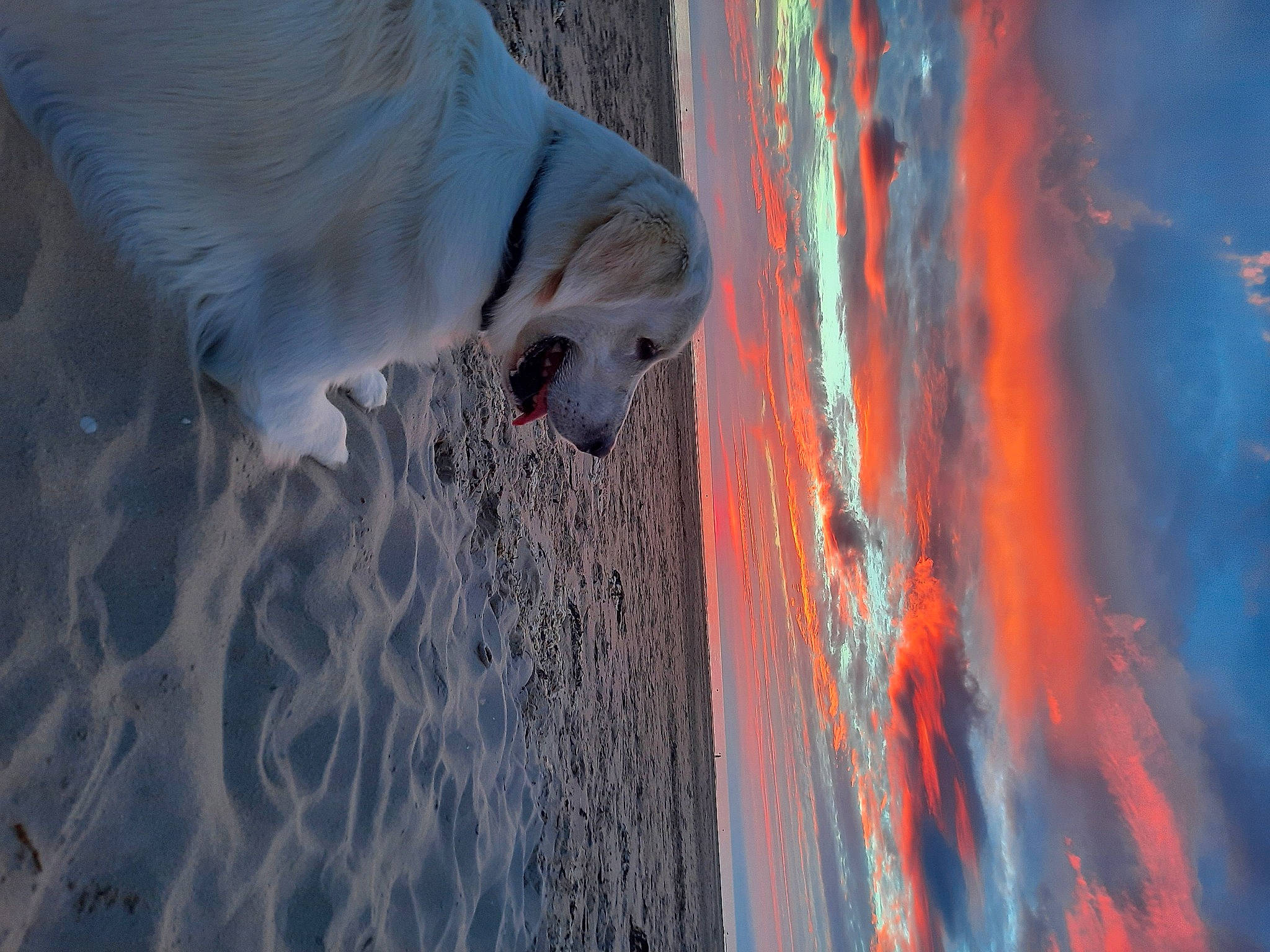 Socrate participe au concours pour gagner de l'argent avec cette photo : azure, beach, body_of_water, carnivore, cloud, dog, dog_breed, electric_blue, grey, landscape, ocean, reflection, sand, sky, sporting_group, tail, water, wave, wind_wave, wood
