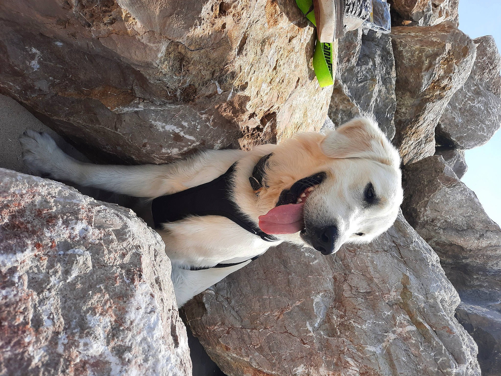 Socrate participe au concours pour gagner de l'argent avec cette photo : art, bedrock, carnivore, dog, dog_breed, fawn, fur, goat_antelope, landscape, outcrop, plant, recreation, rock, seabird, sky, tail, terrestrial_animal, trunk, wildlife, wood