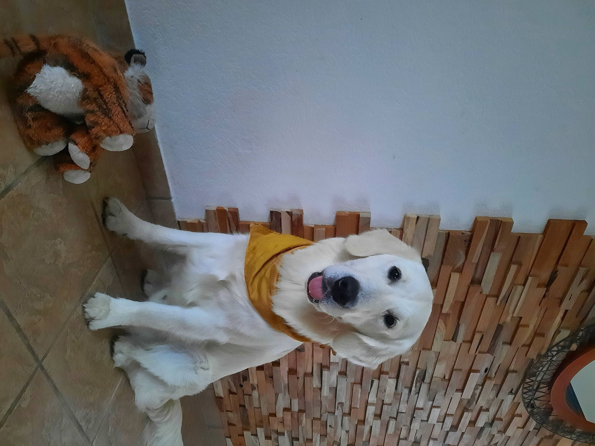 Socrate participe au concours pour gagner de l'argent avec cette photo : art, creative_arts, dog_breed, fawn, flooring, hardwood, paper_product, plush, plywood, room, stuffed_toy, toy, wood