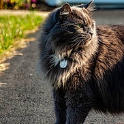 Zeke joined the competition — help win amazing prizes! cat, fluffy, gray, outdoor, sunlight, collar, tag, green_eyes, animal, pet, fur, walking, side_view, nature, path, focused, alert, whiskers, mammal, domestic_cat