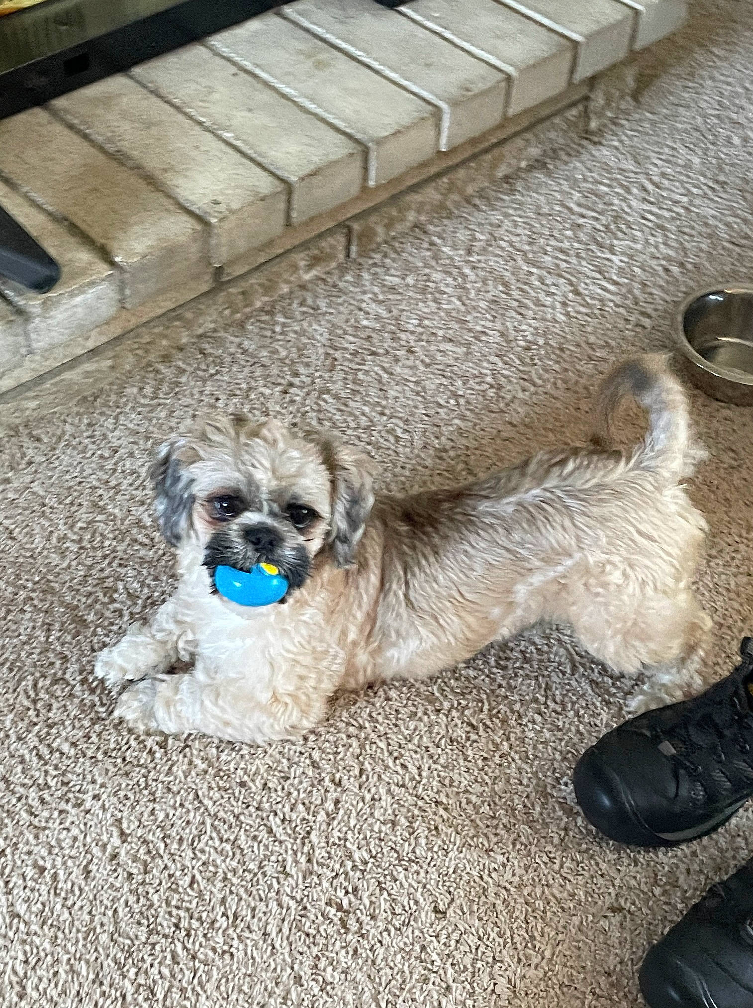 Kermit is registered to the contest to win money with this photo: carnivore, companion_dog, dog, dog_breed, dog_collar, dog_supply, electric_blue, fawn, flooring, grey, human_leg, pet_supply, pug, snout, sporting_group, tail, toy_dog, wood, working_animal, wrinkle