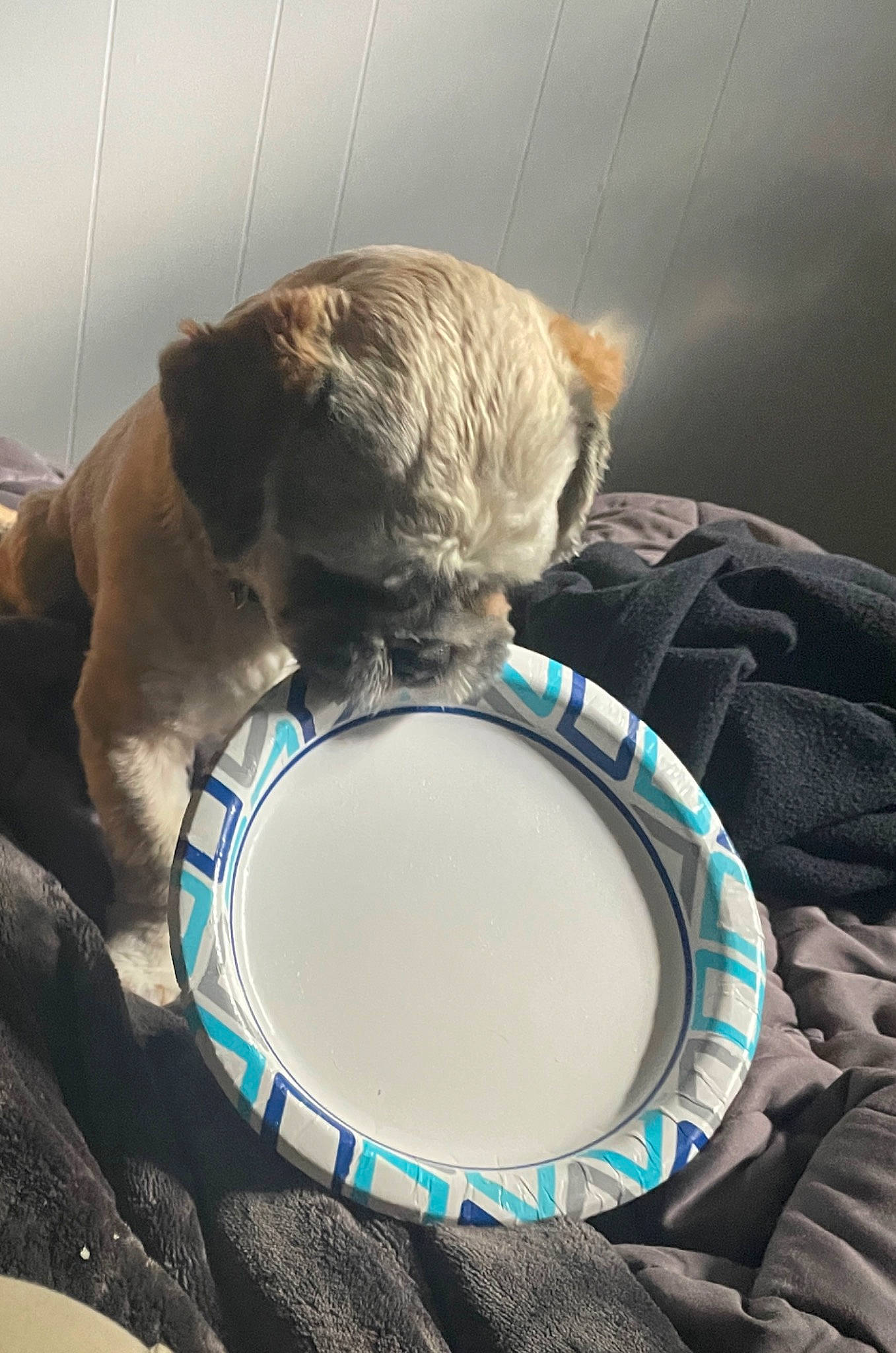 Kermit joined the competition — help win amazing prizes! automotive_tire, carnivore, cat, cat_supply, circle, collar, comfort, companion_dog, dog_breed, dog_supply, drum, electric_blue, felidae, fur, membranophone, pet_supply, small_to_medium_sized_cats, tail, toy, whiskers