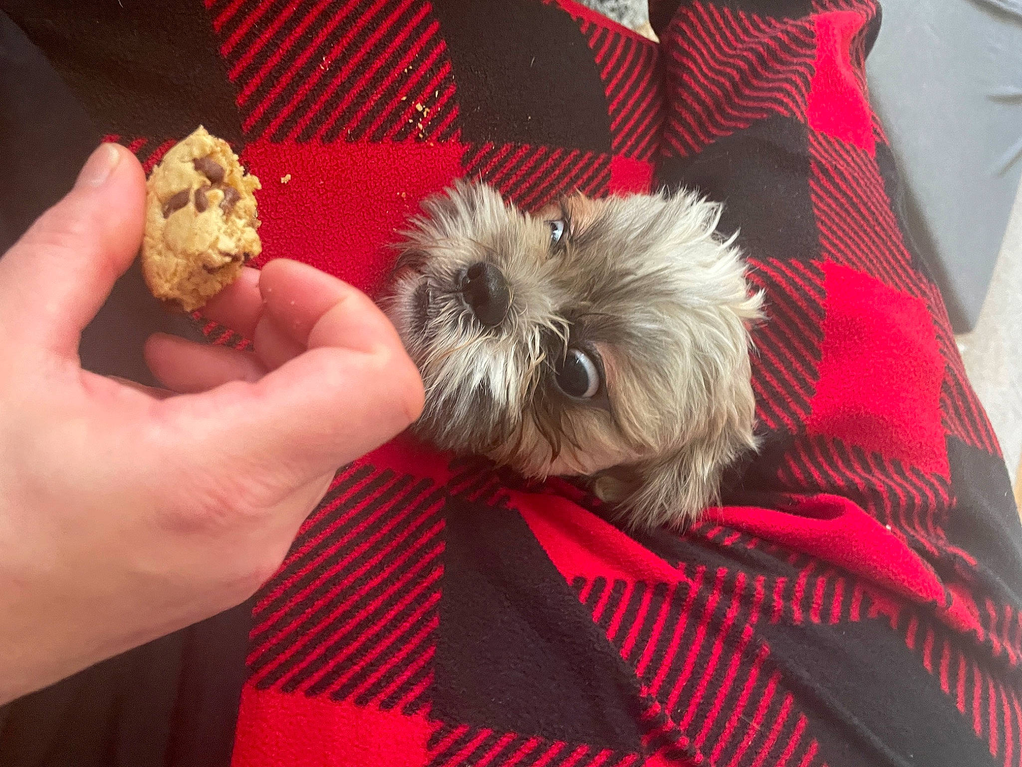 Kermit joined the competition — help win amazing prizes! canidae, carnivore, comfort_food, companion_dog, dog, dog_breed, dog_clothes, dog_supply, food, fur, ingredient, nail, pattern, recipe, schnauzer, small_terrier, sporting_group, terrier, toy_dog, working_animal