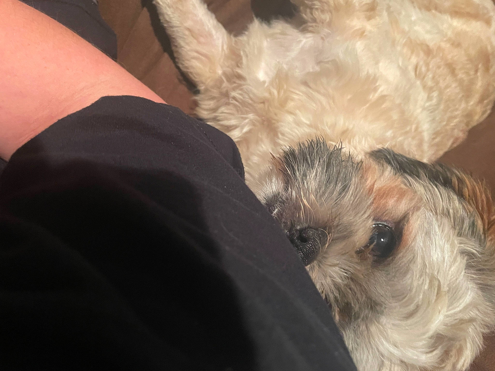 Kermit joined the competition — help win amazing prizes! canidae, carnivore, comfort, companion_dog, dog, dog_breed, dog_clothes, fawn, felidae, fur, maltepoo, paw, puppy_love, small_terrier, snout, sporting_group, terrier, toy_dog, whiskers, working_animal