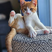 Iago participe au concours pour gagner de l'argent avec cette photo : kitten, cat, orange_and_white, paw, stool, patterned, furniture, indoor, pet, animal, cute, playful, curious, whiskers, tail, raised_paw, soft_light, domestic, young, relaxed