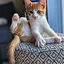 kitten, cat, orange_and_white, paw, stool, patterned, furniture, indoor, pet, animal, cute, playful, curious, whiskers, tail, raised_paw, soft_light, domestic, young, relaxed