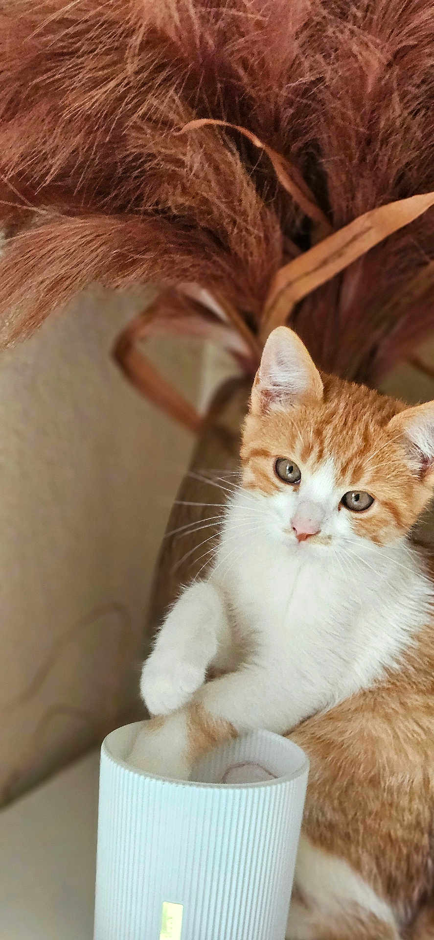 Iago a rejoint le concours — aidez-le/la à gagner de superbes lots ! cat, kitten, orange_and_white, paw, container, cylindrical, pampas_grass, indoor, curious, pet, fur, whiskers, closeup, animal, domestic, cute, young, table, soft, background