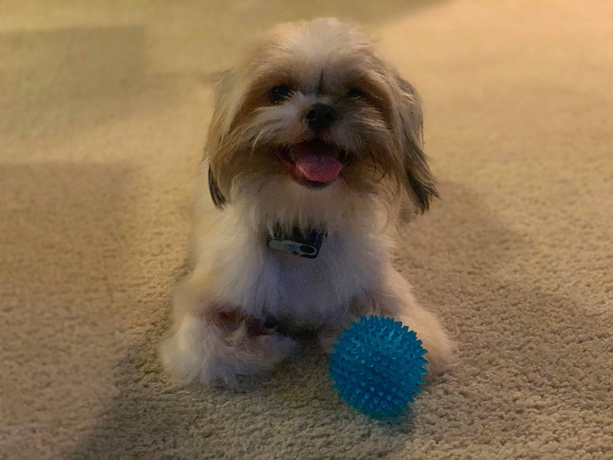 Chewbacca joined the competition — help win amazing prizes! canidae, carnivore, companion_dog, dog, dog_breed, dog_supply, fawn, fur, grass, liver, mal_shi, maltepoo, shih_tzu, small_terrier, snout, sporting_group, tail, terrier, toy_dog, working_animal
