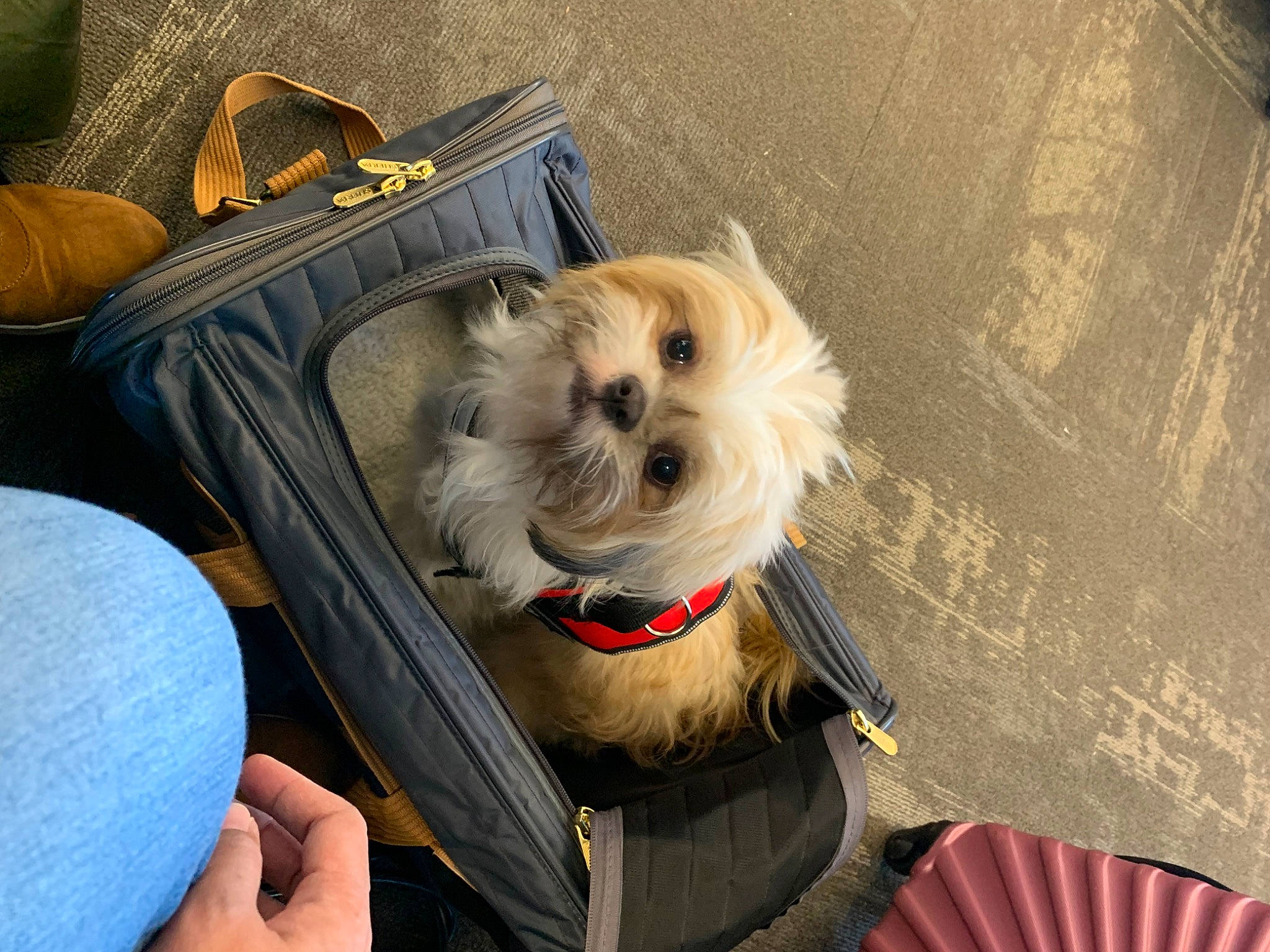 Chewbacca joined the competition — help win amazing prizes! bag, baggage, canidae, carnivore, collar, comfort, companion_dog, dog, dog_breed, dog_clothes, dog_collar, dog_supply, fashion_accessory, fawn, fur, luggage_and_bags, pet_supply, sporting_group, toy_dog, working_animal