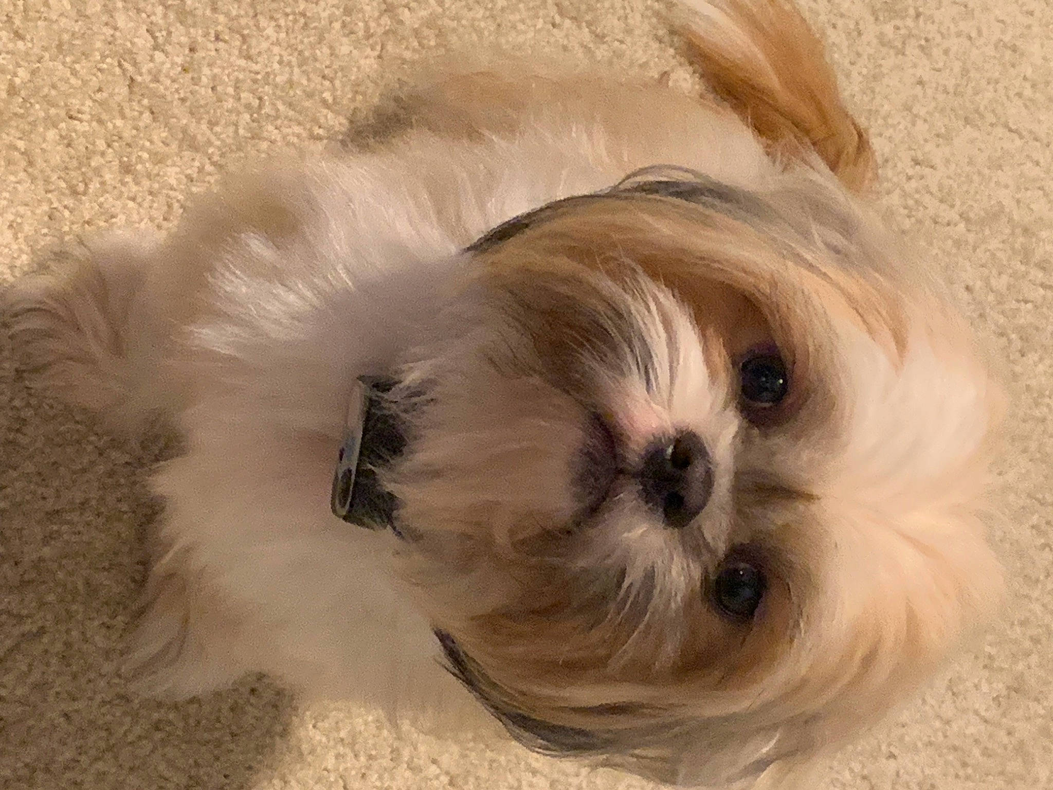 Chewbacca joined the competition — help win amazing prizes! canidae, carnivore, companion_dog, dog, dog_breed, dog_supply, fawn, fur, liver, mal_shi, maltepoo, non_sporting_group, pet_supply, shih_tzu, small_terrier, snout, sporting_group, terrier, toy_dog, working_animal