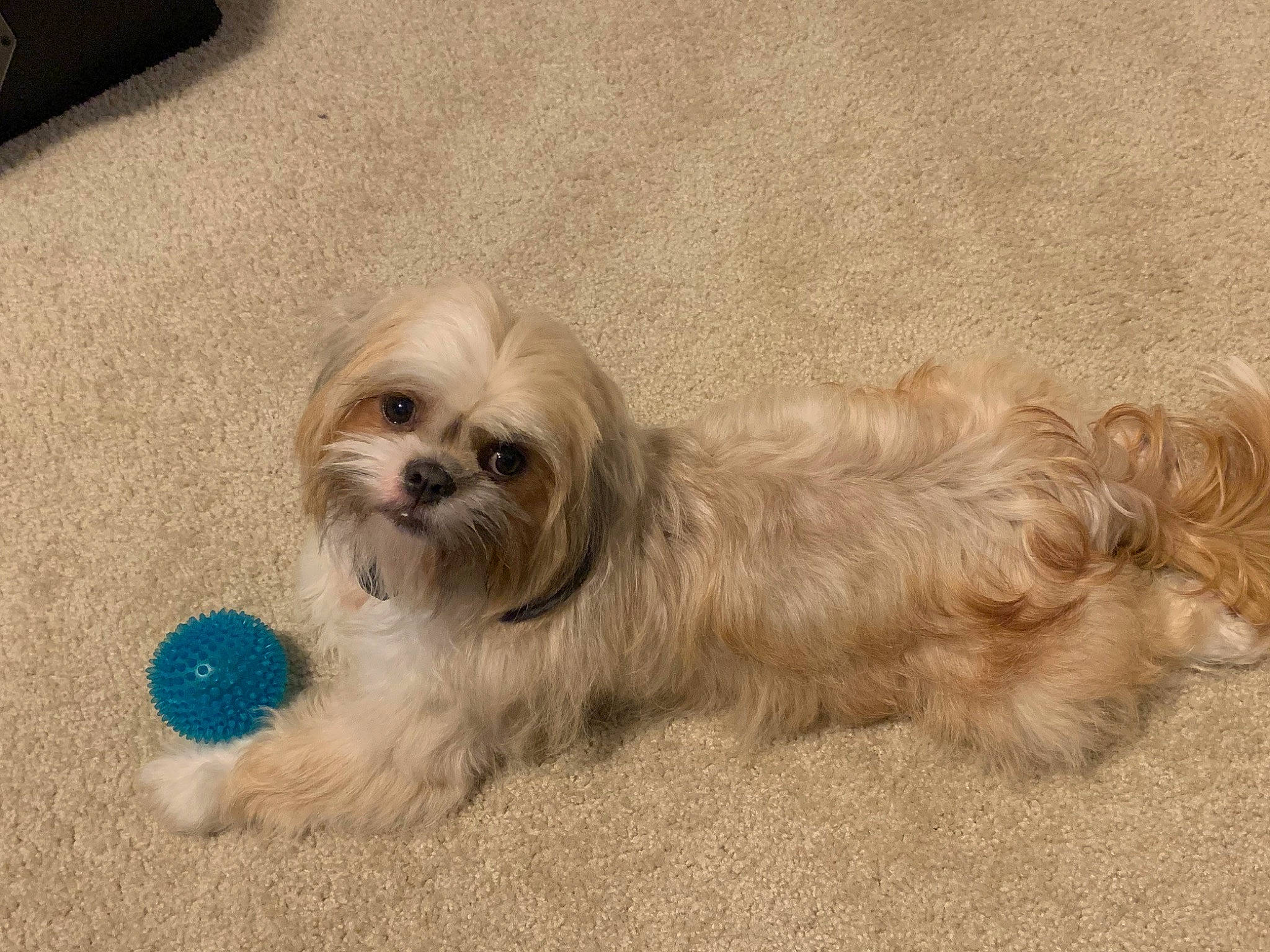 Chewbacca is registered to the contest to win money with this photo: canidae, carnivore, companion_dog, dog, dog_breed, dog_supply, fawn, fur, liver, mal_shi, maltepoo, shih_poo, shih_tzu, small_terrier, snout, sporting_group, terrier, toy_dog, water_dog, working_animal