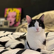 Pinky joined the competition — help win amazing prizes! animal, background_blur, bed, black_and_white, cat, cozy, curious, cute, domestic_cat, ears, feline, indoor, pet, pink_nose, pop_art, portrait, relaxed, resting, striped_bedspread, whiskers