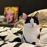 animal, background_blur, bed, black_and_white, cat, cozy, curious, cute, domestic_cat, ears, feline, indoor, pet, pink_nose, pop_art, portrait, relaxed, resting, striped_bedspread, whiskers