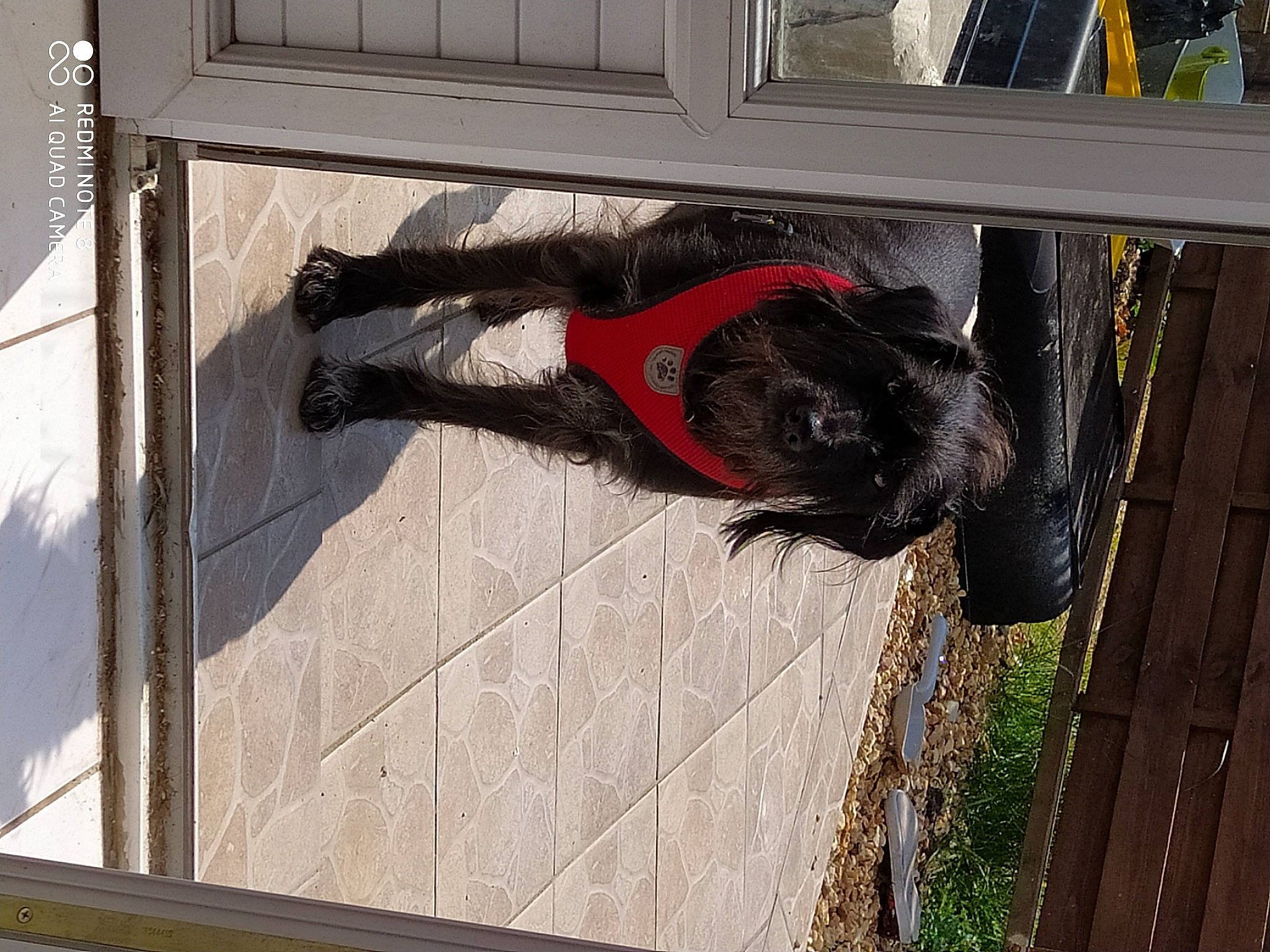 Youki a rejoint le concours — aidez-le/la à gagner de superbes lots ! carmine, composite_material, facade, fur, tail, window, wood