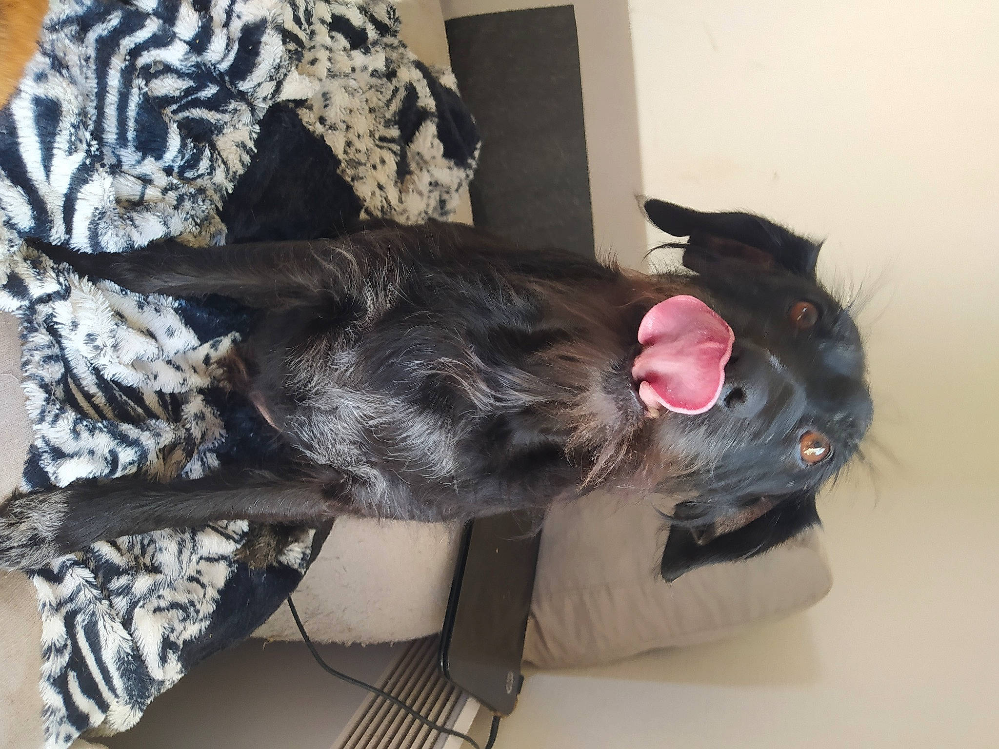 Youki participe au concours pour gagner de l'argent avec cette photo : black_cat, canidae, carnivore, collar, comfort, companion_dog, couch, dog, dog_breed, ear, fawn, felidae, fur, guard_dog, liver, small_to_medium_sized_cats, snout, sporting_group, tail, whiskers