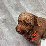 animal, bandana, brown, companion, costume, curious, curly_fur, cute, dog, domestic_animal, floor, fur, halloween, indoor, looking_up, mammal, orange, pet, portrait, small_dog