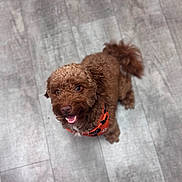 Jake joined the competition — help win amazing prizes! animal, bandana, brown, canine, curly_hair, cute, dog, ears, floor, fur, happy, indoor, looking_up, orange, pet, playful, small_dog, smiling, tail, wooden_floor