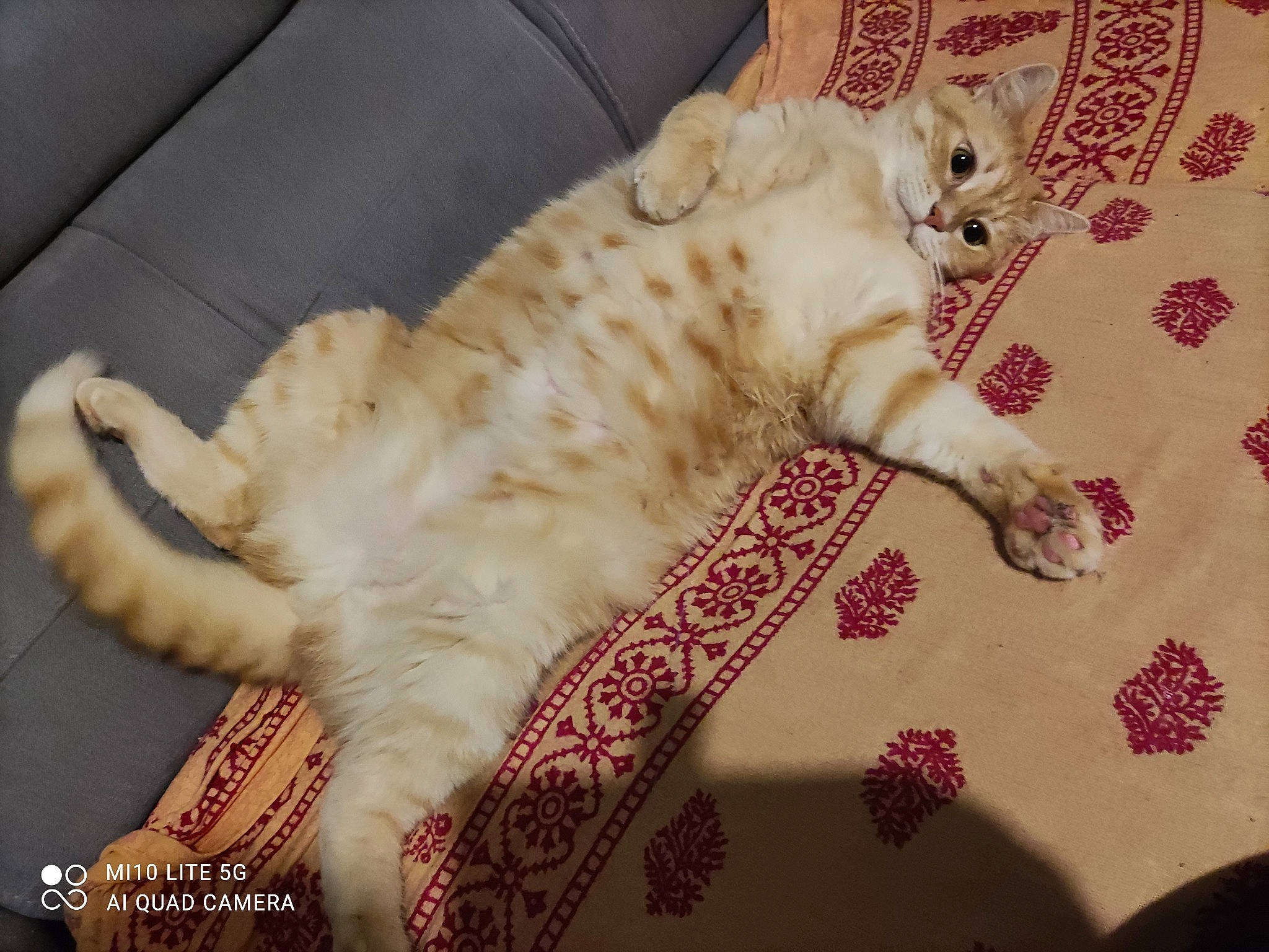 Garfield participe au concours pour gagner de l'argent avec cette photo : carnivore, cat, domestic_short_haired_cat, felidae, fur, mammal, paw, small_to_medium_sized_cats, tail, vertebrate, whiskers