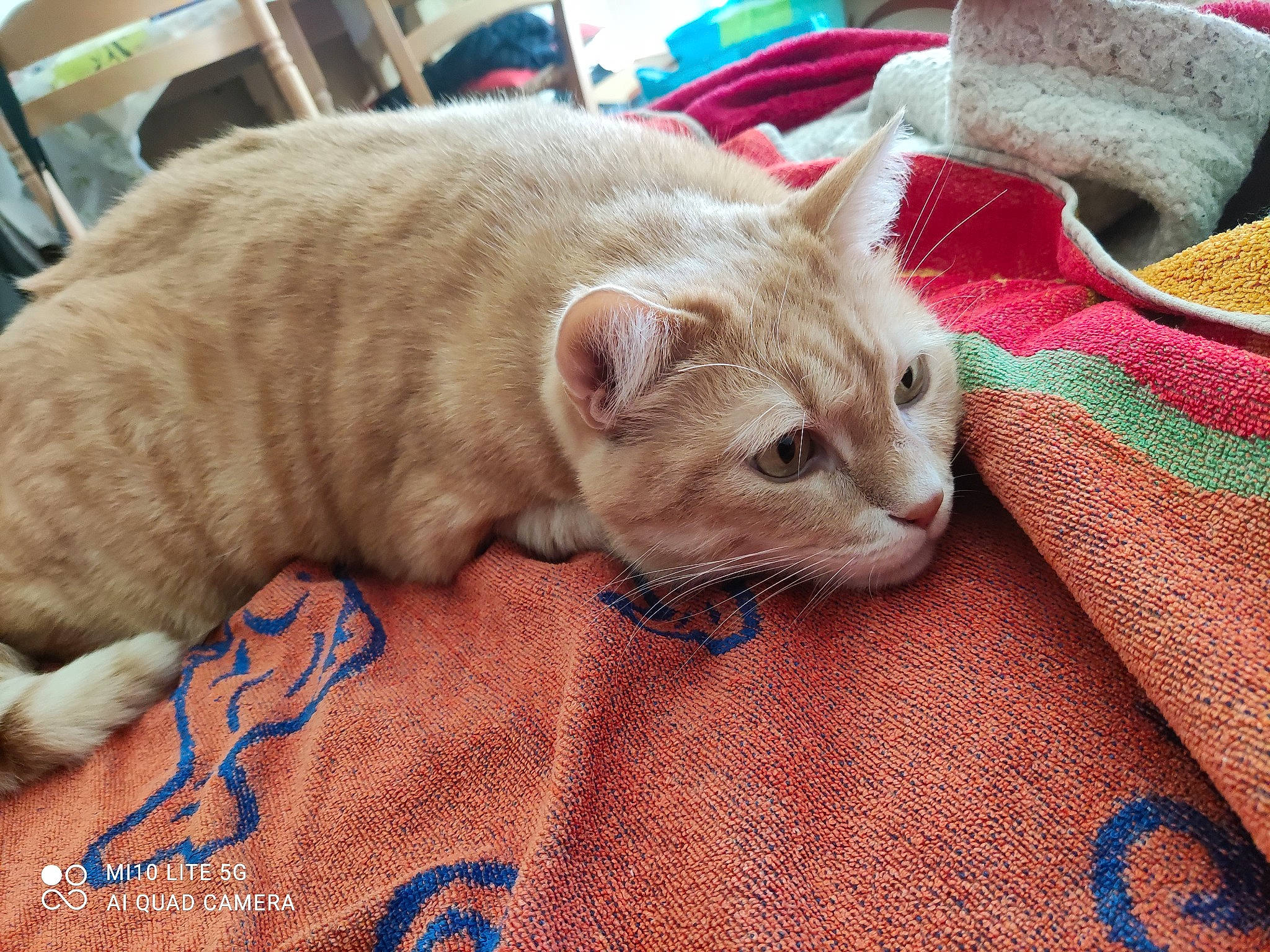 Garfield a rejoint le concours — aidez-le/la à gagner de superbes lots ! carnivore, cat, comfort, domestic_short_haired_cat, fawn, felidae, fur, home_accessories, kitten, linens, small_to_medium_sized_cats, snout, vertebrate, whiskers, woven_fabric