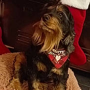 Mozart participe au concours pour gagner de l'argent avec cette photo : animal, bandana, bed, black, christmas, comfort, cozy, cute, decor, dog, festive, fur, furry, holiday, holiday_season, indoor, looking_up, pet, stocking, tan