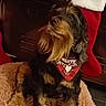animal, bandana, bed, black, christmas, comfort, cozy, cute, decor, dog, festive, fur, furry, holiday, holiday_season, indoor, looking_up, pet, stocking, tan