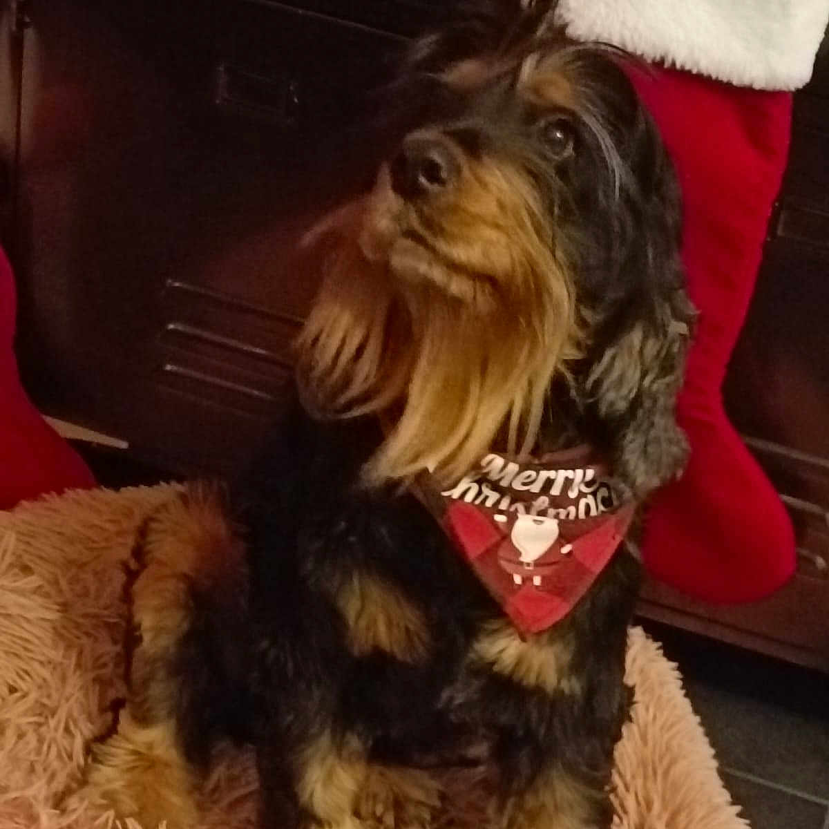 Mozart participe au concours pour gagner de l'argent avec cette photo : animal, bandana, bed, black, christmas, comfort, cozy, cute, decor, dog, festive, fur, furry, holiday, holiday_season, indoor, looking_up, pet, stocking, tan