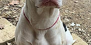 Ladybug is registered to the contest to win money with this photo: dog, white_dog, sitting, outdoor, dirt, leaves, tire, vehicle, ears, nose, attentive, animal, pet, collar, ground, nature, canine, portrait, looking, daylight