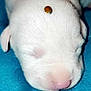 Ladybug is registered to the contest to win money with this photo: puppy, dog, sleeping, white_fur, black_spots, ladybug, insect, close_up, cute, animal, pet, fur, nose, ear, resting, blue_background, adorable, peaceful, small, nature