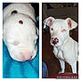 Ladybug is registered to the contest to win money with this photo: puppy, dog, white_dog, sleeping_puppy, ladybug, insect, blue_eyes, spotted_nose, indoor, brown_floor, sofa, pet, animal, cute, collage, close_up, portrait, fur, ears, nostrils