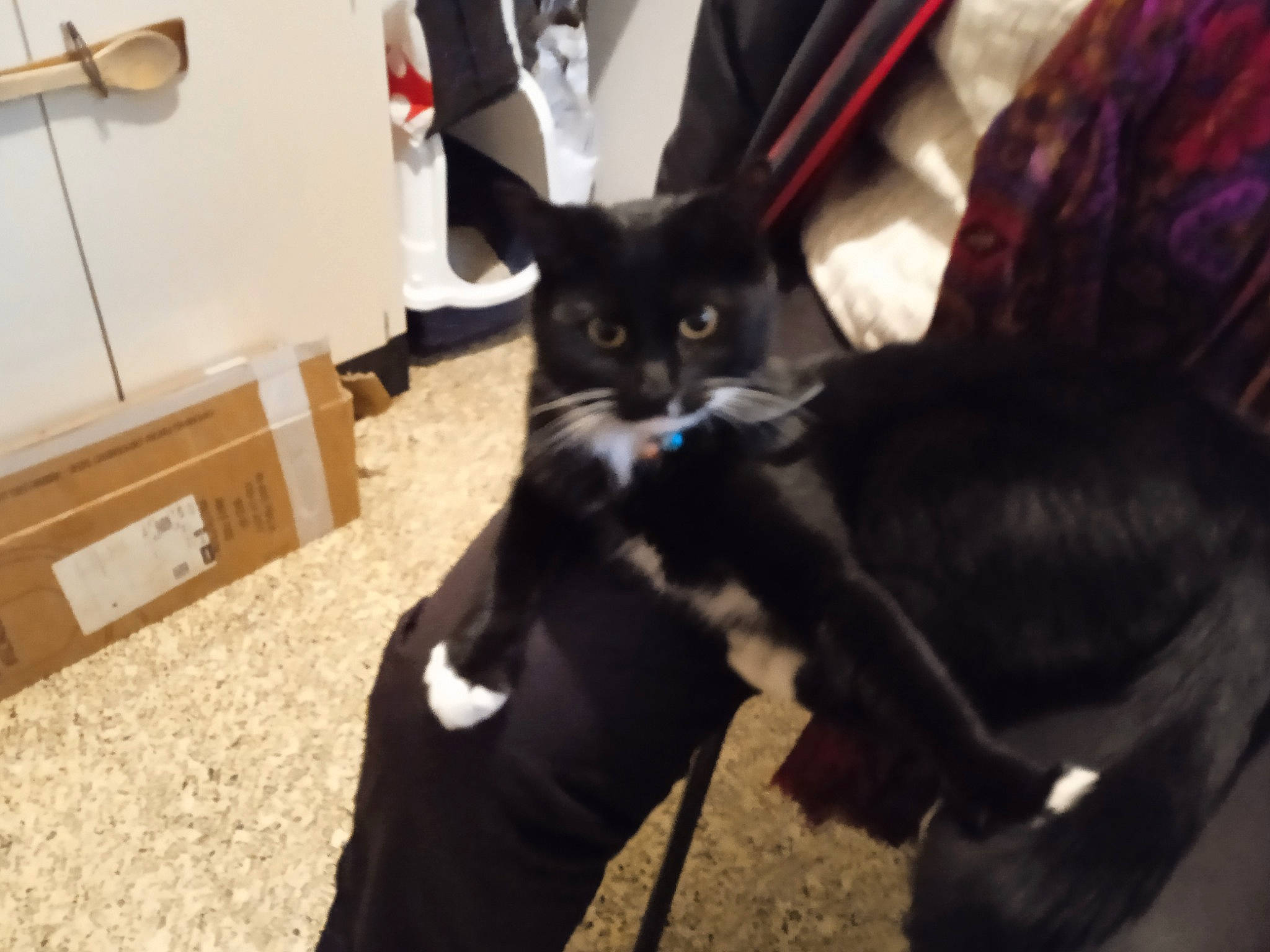 Dominette participe au concours pour gagner de l'argent avec cette photo : black_cat, bombay, box, carnivore, cat, chest_of_drawers, claw, comfort, dog_breed, domestic_short_haired_cat, drawer, event, felidae, fur, hardwood, mammal, small_to_medium_sized_cats, snout, tail, whiskers