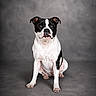 Anka a rejoint le concours — aidez-le/la à gagner de superbes lots ! dog, black_and_white, sitting, portrait, studio, pet, canine, animal, fur, ears, eyes, paws, snout, indoor, background, gray, calm, attentive, looking_at_camera, companion
