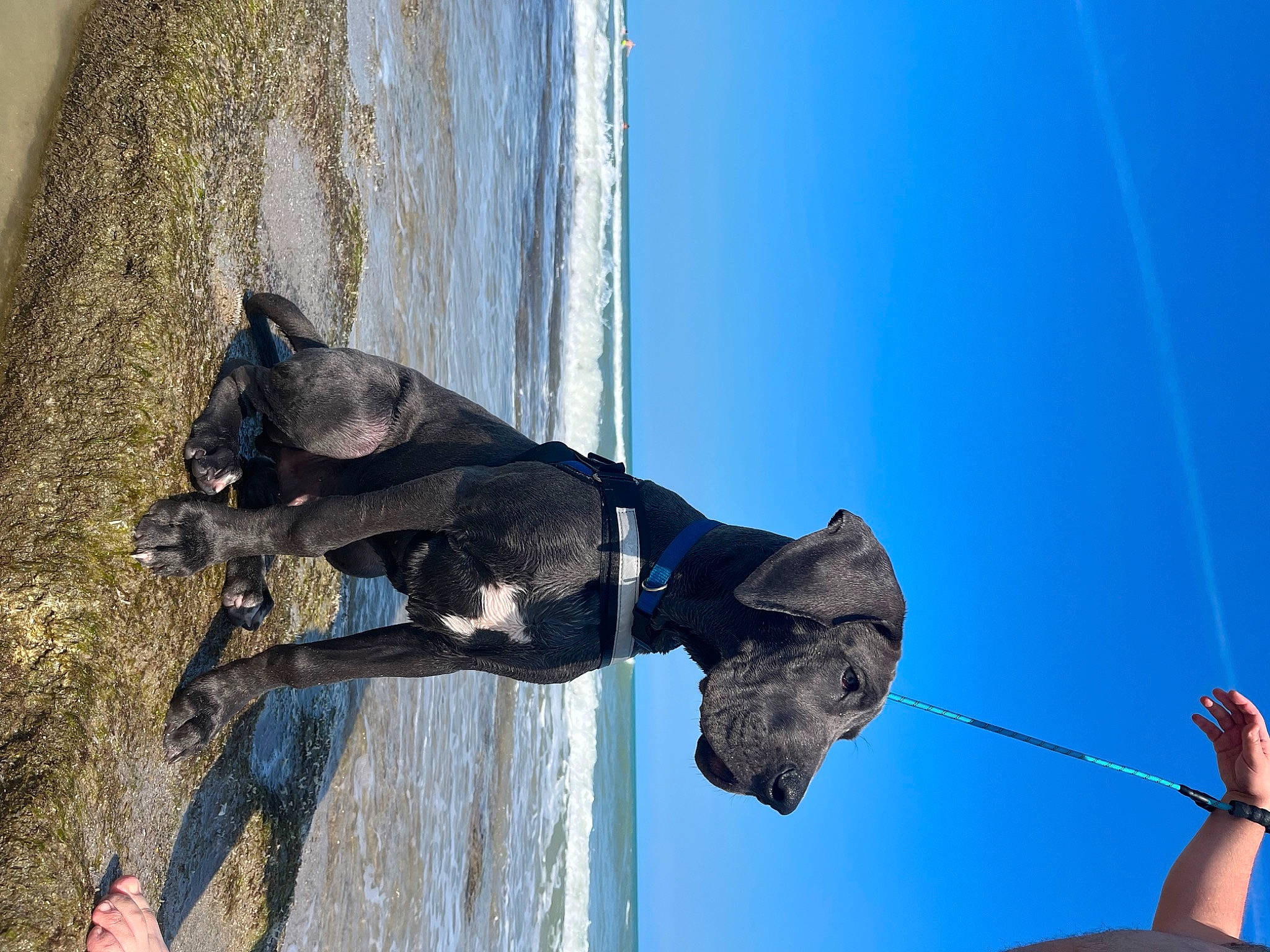 Nittany joined the competition — help win amazing prizes! adventure, art, azure, blue, elbow, electric_blue, fun, lake, leisure, monument, recreation, rope, sculpture, sky, sporting_group, statue, tree, water, wood, working_animal