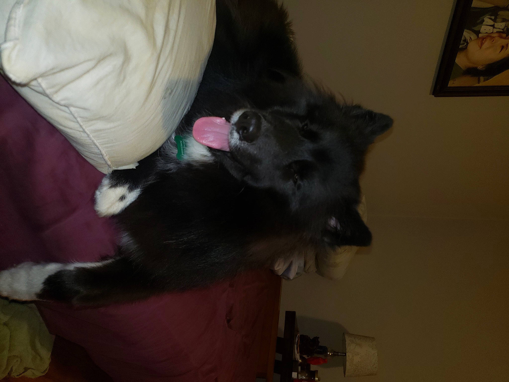 Dante joined the competition — help win amazing prizes! black_cat, carnivore, cat, domestic_long_haired_cat, ear, felidae, fur, small_to_medium_sized_cats, whiskers