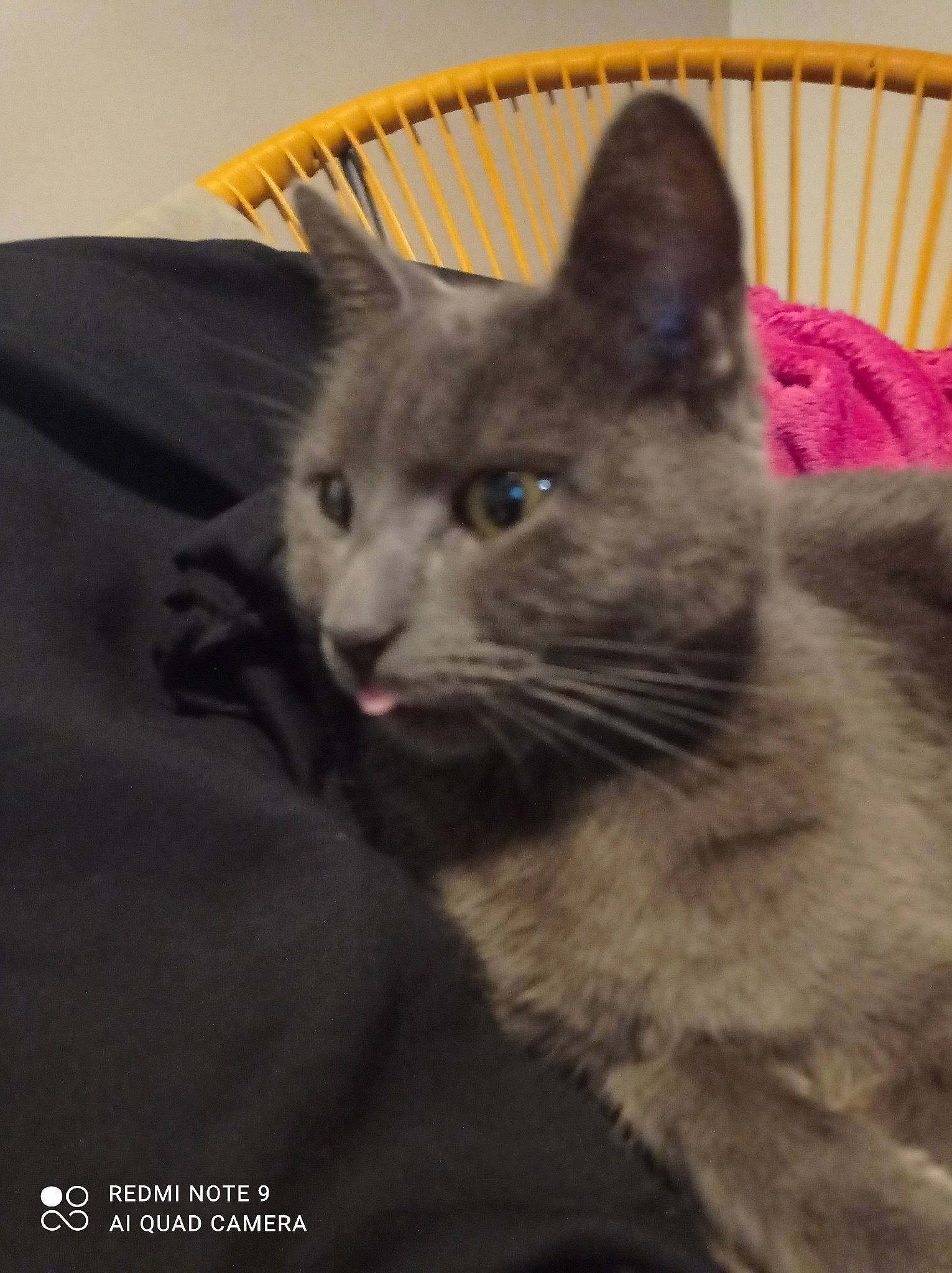 Isidore a rejoint le concours — aidez-le/la à gagner de superbes lots ! box, carnivore, cat, cat_bed, cat_furniture, cat_supply, chartreux, comfort, domestic_short_haired_cat, felidae, fur, grey, paw, sleeve, small_to_medium_sized_cats, snout, whiskers