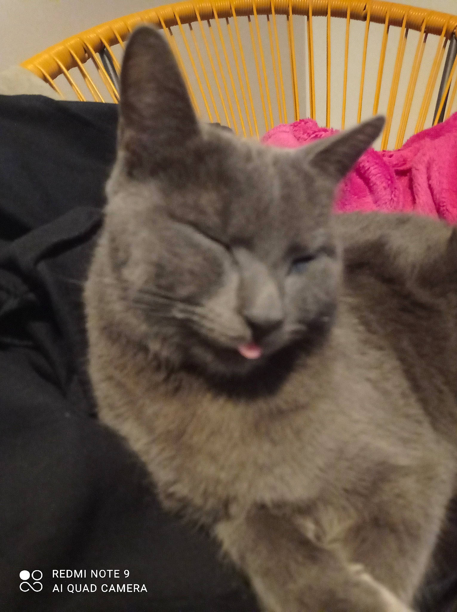 Isidore a rejoint le concours — aidez-le/la à gagner de superbes lots ! carnivore, cat, cat_furniture, cat_supply, comfort, domestic_short_haired_cat, fang, felidae, fur, grey, nap, paw, photo_caption, small_to_medium_sized_cats, snout, tail, terrestrial_animal, whiskers