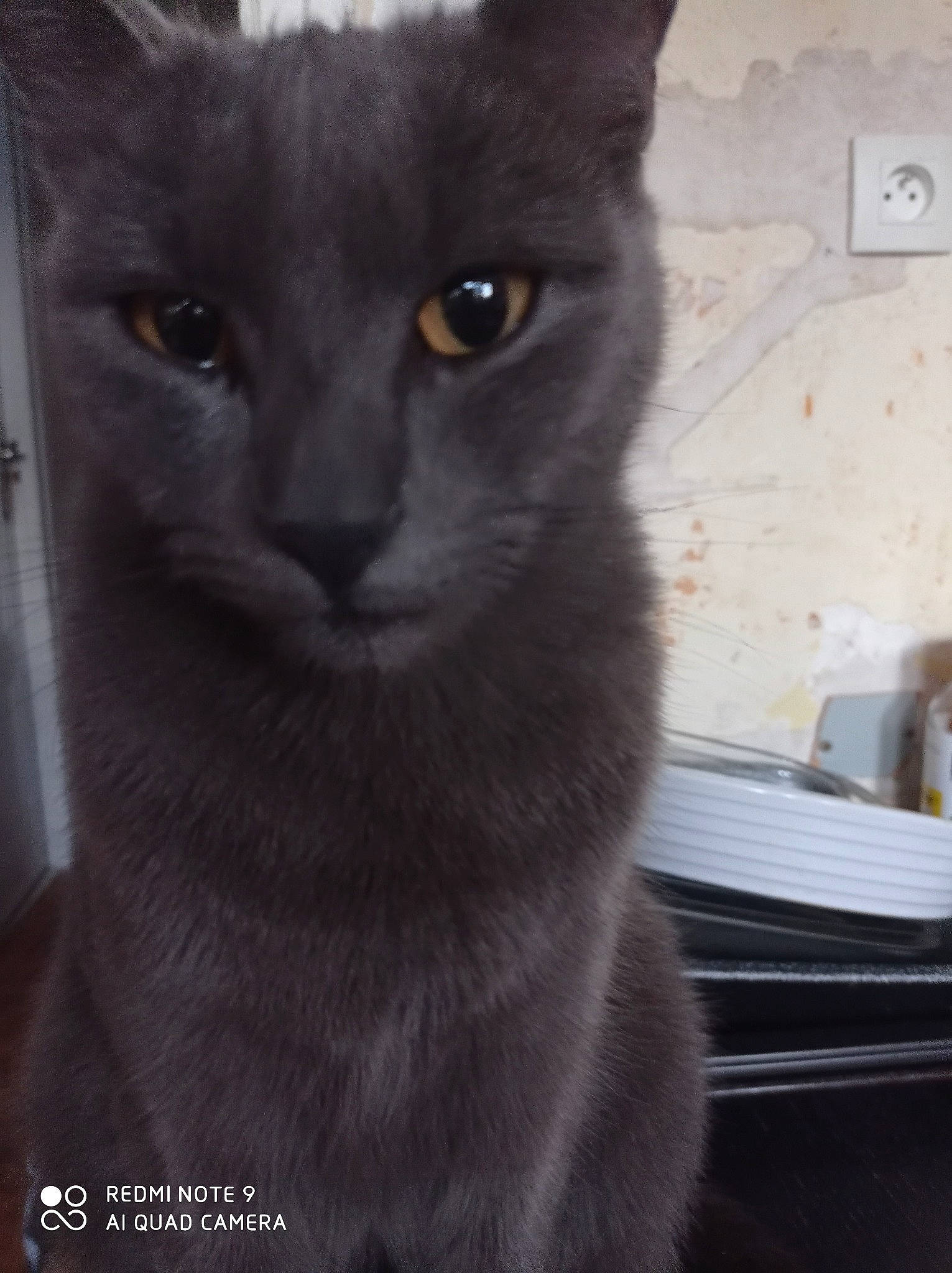 Isidore participe au concours pour gagner de l'argent avec cette photo : black_cat, carnivore, cat, domestic_short_haired_cat, eye, felidae, fur, grey, havana_brown, small_to_medium_sized_cats, snout, whiskers