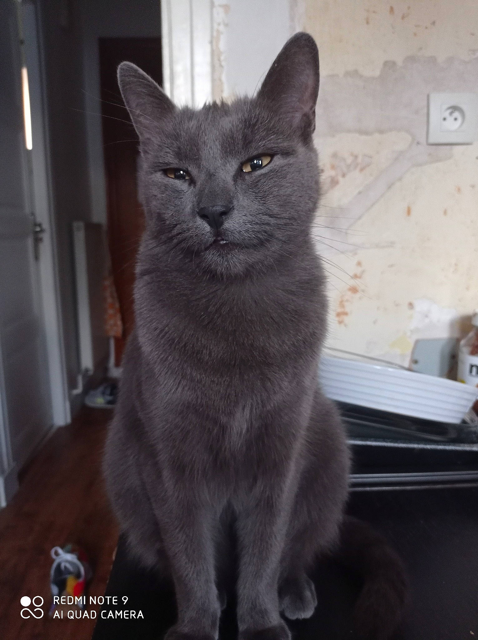 Isidore participe au concours pour gagner de l'argent avec cette photo : carnivore, cat, domestic_short_haired_cat, door, felidae, fur, grey, russian_blue, small_to_medium_sized_cats, snout, whiskers