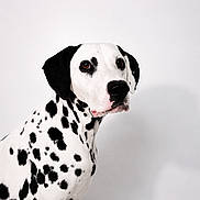 Farah joined the competition — help win amazing prizes! dog, dalmatian, pet, animal, portrait, studio, sitting, spotted, black_and_white, short_hair, floppy_ears, brown_eyes, black_nose, collarless, canine, domestic_animal, close_up, minimal_background, white_background, photography