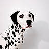 dog, dalmatian, pet, animal, portrait, studio, sitting, spotted, black_and_white, short_hair, floppy_ears, brown_eyes, black_nose, collarless, canine, domestic_animal, close_up, minimal_background, white_background, photography