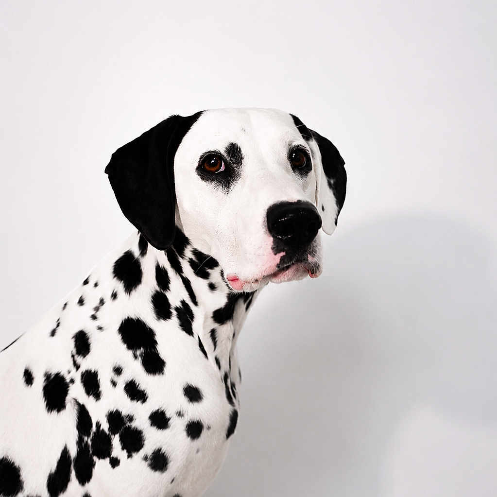 Farah joined the competition — help win amazing prizes! dog, dalmatian, pet, animal, portrait, studio, sitting, spotted, black_and_white, short_hair, floppy_ears, brown_eyes, black_nose, collarless, canine, domestic_animal, close_up, minimal_background, white_background, photography