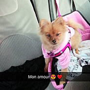 Perle participe au concours pour gagner de l'argent avec cette photo : accessories, animal, belt, canine, car, couch, cushion, dog, face, furniture, glasses, head, homedecor, person, pet, photography, portrait, puppy, transportation, vehicle