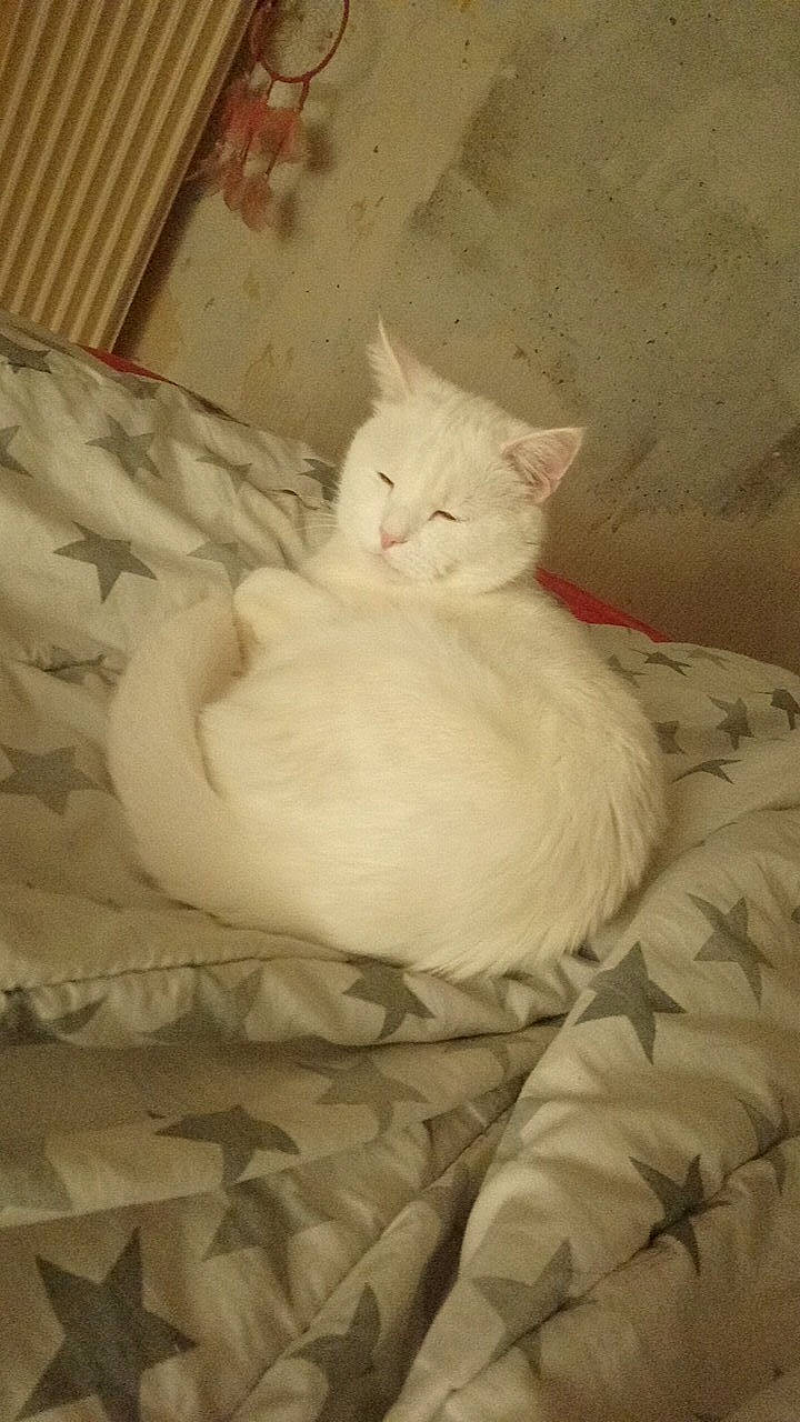 Bounty a rejoint le concours — aidez-le/la à gagner de superbes lots ! asian, burmilla, carnivore, cat, colorpoint_shorthair, felidae, fur, khao_manee, kitten, persian, small_to_medium_sized_cats, tail, turkish_angora, turkish_van, whiskers