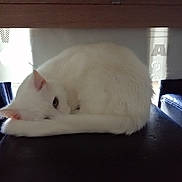 Bounty a rejoint le concours — aidez-le/la à gagner de superbes lots ! cat, chinchilla, ear, felidae, fur, rodent, skin, small_to_medium_sized_cats, tail, whiskers