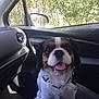 dog, cavalier_king_charles_spaniel, car_interior, seat, window, side_mirror, sunlight, trees, greenery, tongue_out, happy, pet, animal, black_white_brown, fur, leash, daylight, vehicle, dashboard, smiling
