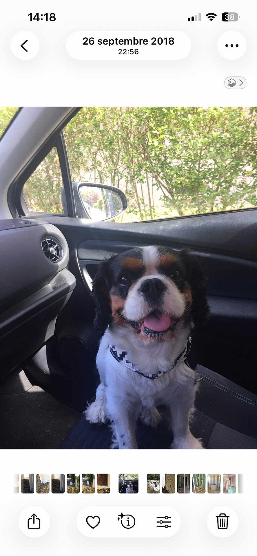 Jorge a rejoint le concours — aidez-le/la à gagner de superbes lots ! dog, cavalier_king_charles_spaniel, car_interior, seat, window, side_mirror, sunlight, trees, greenery, tongue_out, happy, pet, animal, black_white_brown, fur, leash, daylight, vehicle, dashboard, smiling