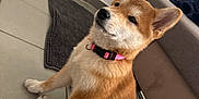 Akira participe au concours pour gagner de l'argent avec cette photo : animal, canine, collar, cute, dog, ears, floor, fur, furry, home, indoor, pet, pink, puppy, relaxed, shiba_inu, sitting, tail, tile, young
